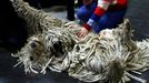 Crufts Dog Show (Birmingham)