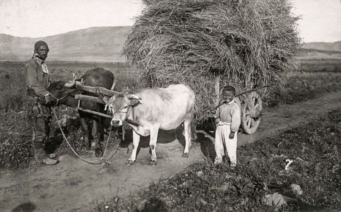 Romský zemědělec se synem u hojně naloženého potahu se zapřaženými buvoly, 1915-18.