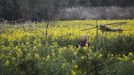 A farmer works on her farm at a village in Shanghai March 19, 2013. REUTER/Aly Song (CHINA - Tags: AGRICULTURE BUSINESS SOCIETY) Published: Bře. 19, 2013, 12:04 odp.