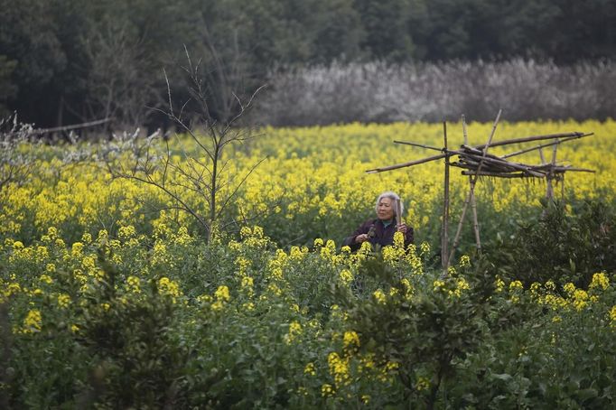 A farmer works on her farm at a village in Shanghai March 19, 2013. REUTER/Aly Song (CHINA - Tags: AGRICULTURE BUSINESS SOCIETY) Published: Bře. 19, 2013, 12:04 odp.