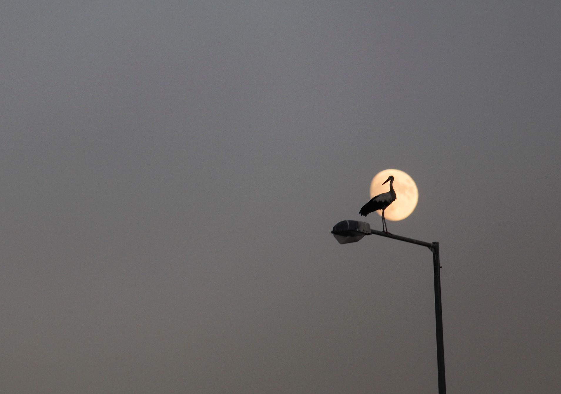 Zvířata, Reuters, Top fotografie roku 2022, výběr, nejlepší foto, Lifestyle