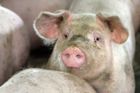 Swine flu cases in Czech Republic not confirmed