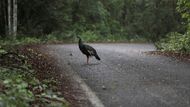 Lara se obává, že vlak, který má projíždět nedaleko, naruší divokou přírodu a přiláká do světa křehkých ekosystémů příliš mnoho zástavby.