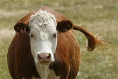 Kalifornie začala získávat energii z kravského trusu