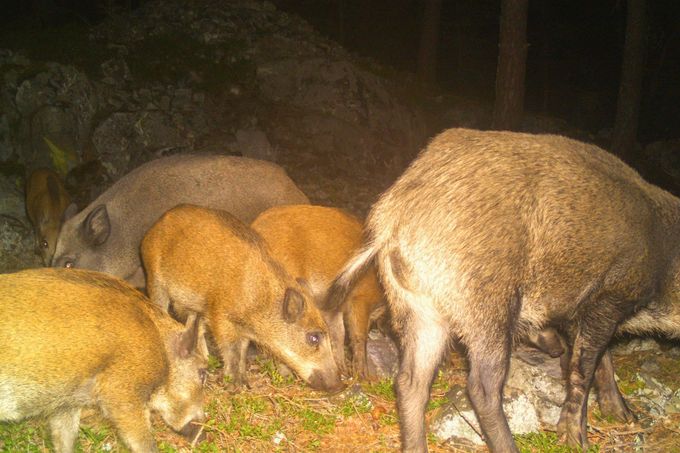 Divoká prasata s mláďaty. Záběr z fotopasti instalované na území CHKO – Brdy (výřez ze snímku)
