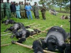Gorily ulovené v Kongu.