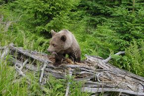Kriticky ohroženého medvěda zabil pytlák