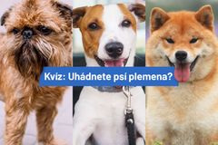 Kvíz: Vyznáte se? Který pes má fialový jazyk a jaké plemeno vlastnila Alžběta II.