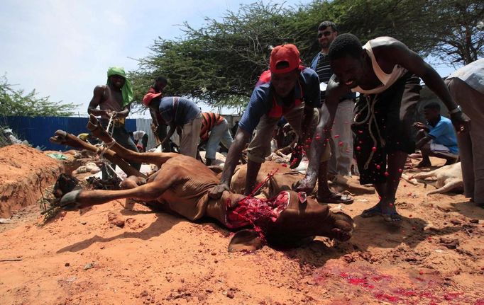 People slaughter a cow on the first day of Eid al-Adha in Somalia's capital Mogadishu, October 26, 2012. Muslims around the world celebrate Eid al-Adha to mark the end of the Haj by slaughtering sheep, goats, cows and camels to commemorate Prophet Abraham's willingness to sacrifice his son Ismail on God's command. REUTERS/Omar Faruk (SOMALIA - Tags: SOCIETY RELIGION ANIMALS) TEMPLATE OUT Published: Říj. 26, 2012, 4:10 odp.