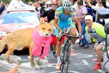 Letošní Giro se pojede bez české účasti, fanoušci české cyklistiky si tak na podobný výkon, jaký loni v 19. etapě předvedl vítězný Roman Kreuziger - tehdy ještě v barvách Astany - budou muset počkat až Tour de France.
