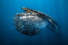 Vítěz v kategorii Mořští živočichové a jejich život: Rafael Fernandez Caballero (Špěnělsko) - Konec hejna sardinek. (Nikon Z9, Nikkor Z 14-30mm, ISO 640, f/10, 1/400 s, přirozené světlo, podvodní pouzdro Isotta Z9).