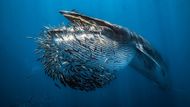 Vítěz v kategorii Mořští živočichové a jejich život: Rafael Fernandez Caballero (Špěnělsko) - Konec hejna sardinek. (Nikon Z9, Nikkor Z 14-30mm, ISO 640, f/10, 1/400 s, přirozené světlo, podvodní pouzdro Isotta Z9).