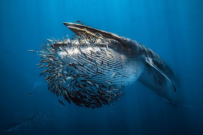 Vítězové soutěže Underwater Photographer of the Year 2024