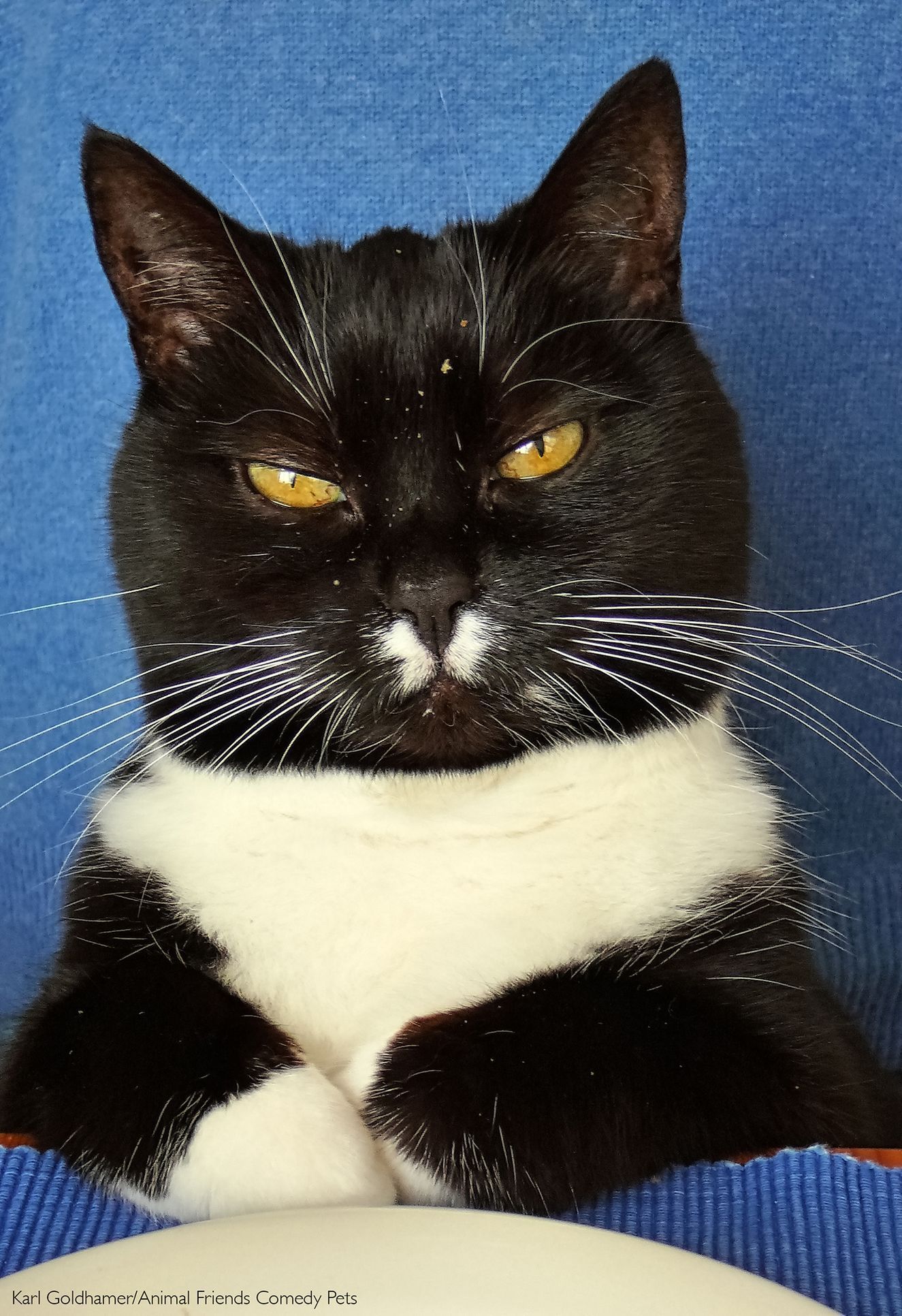 Finalisté fotografické soutěže Comedy Pet Photo Awards 2022