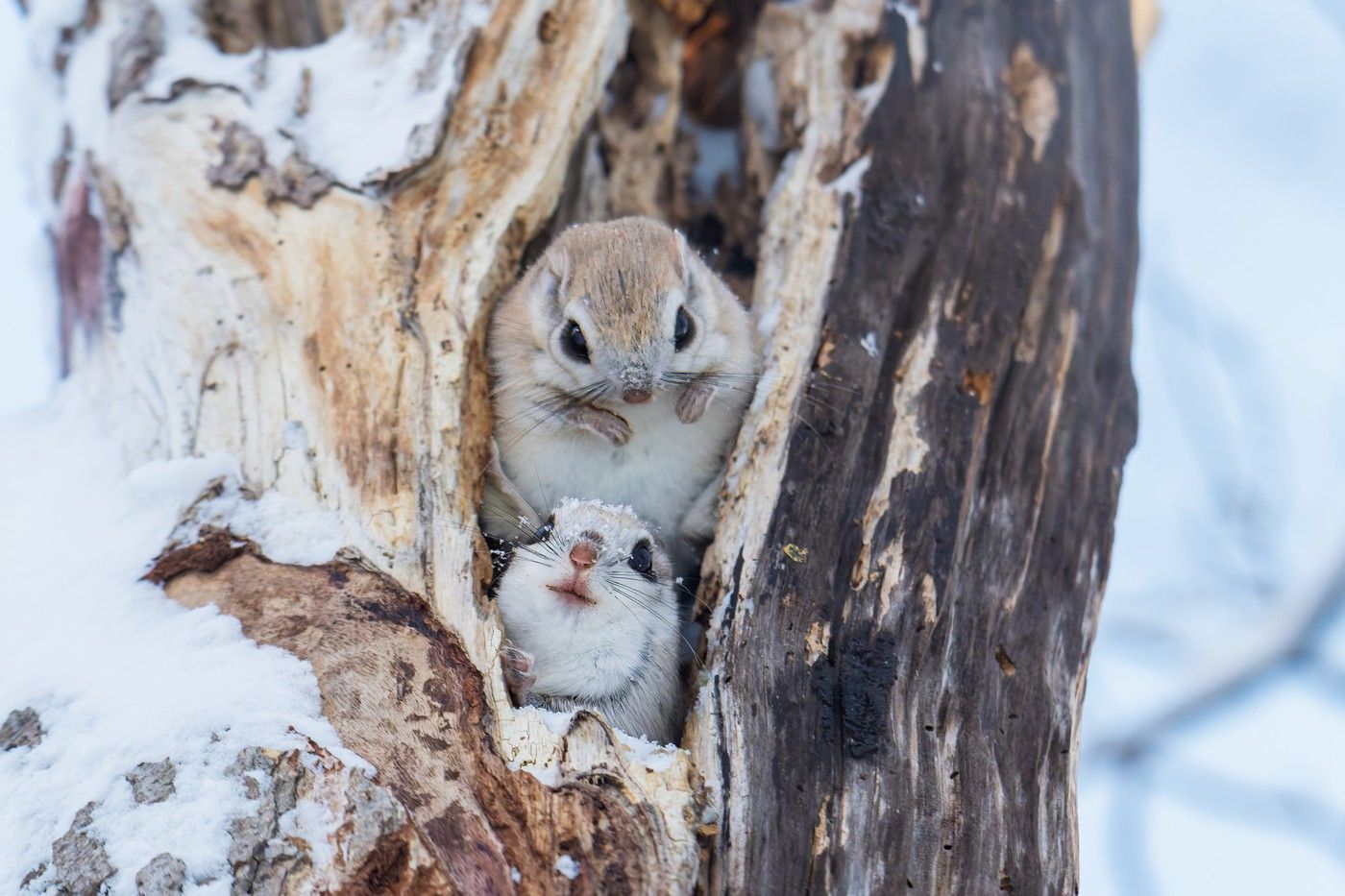 Japonské veverky Ezo
