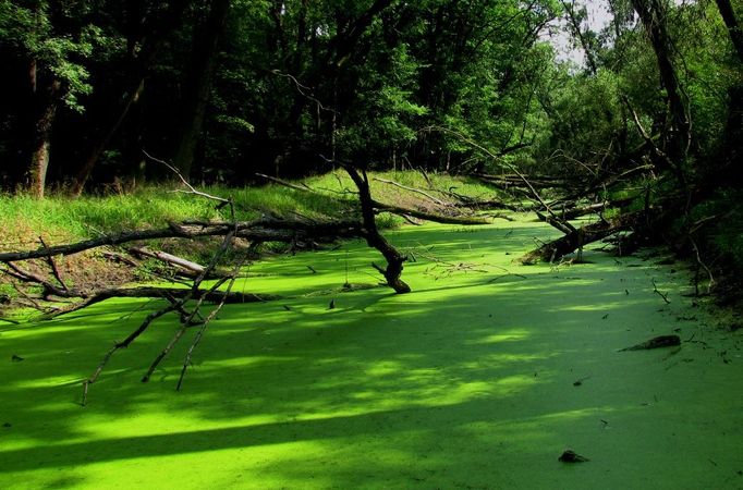 Soutok - podivuhodná krajina u Lanžhotu.