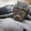 Mládě gorily Kijivu v pražské zoo