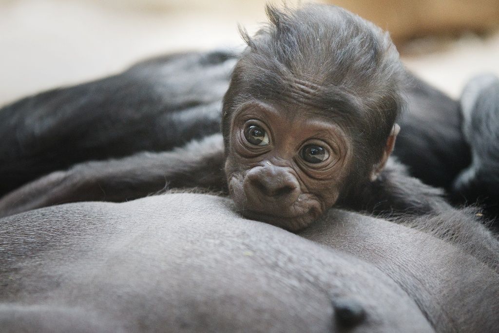 Mládě gorily Kijivu v pražské zoo
