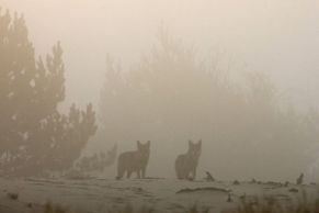 Černobyl se po havárii proměnil v ráj vlků