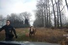 Video: Rozzuřená kráva napadla policistu a zničila mu auto
