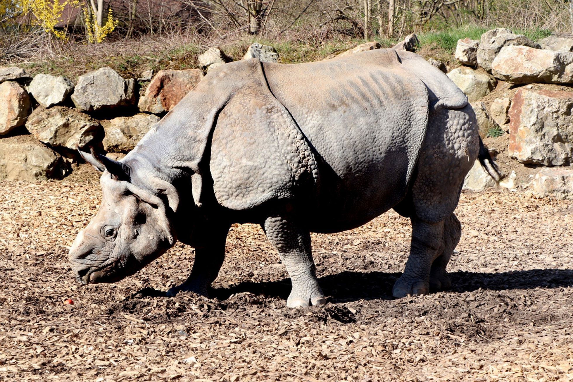 Zoo, Plzeň, nosorožec indický, mládě, narození
