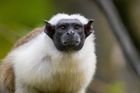 Amazonské opičky mění stejně jako lidé akcent, aby jim příbuzní rozuměli, tvrdí vědci
