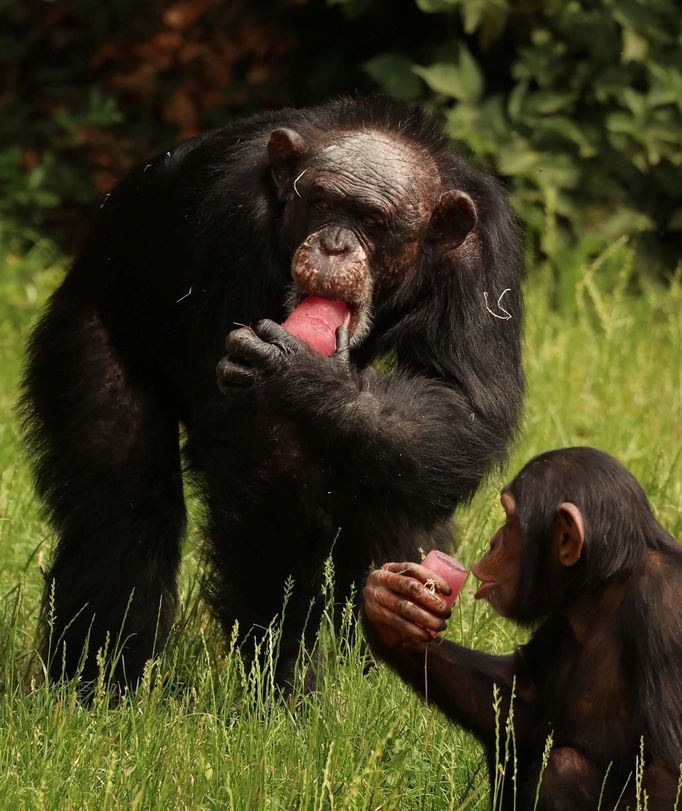 Vlny veder v zoologických zahradách řeší ošetřovatelé zmrzlou potravou nebo speciálními zmrzlinami.