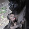 Zoo, gorila
