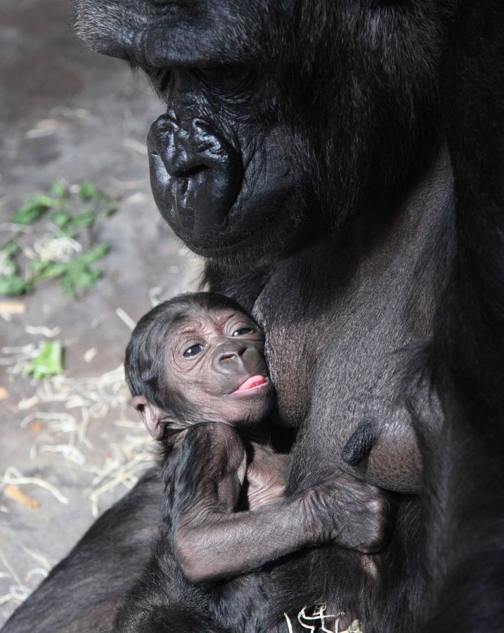 Zoo, gorila