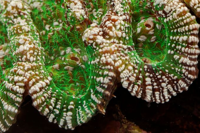 Detailní záběr z Floridského akvária na polypy jednoho druhu korálů, který je náchylný k onemocnění SCTLD.