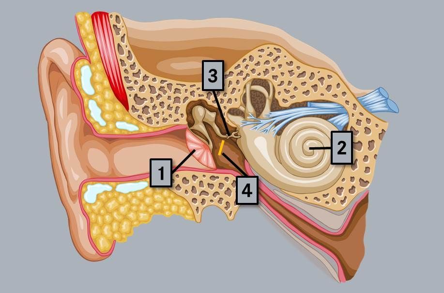 Mercedes třídy E 12 třmínkový sval