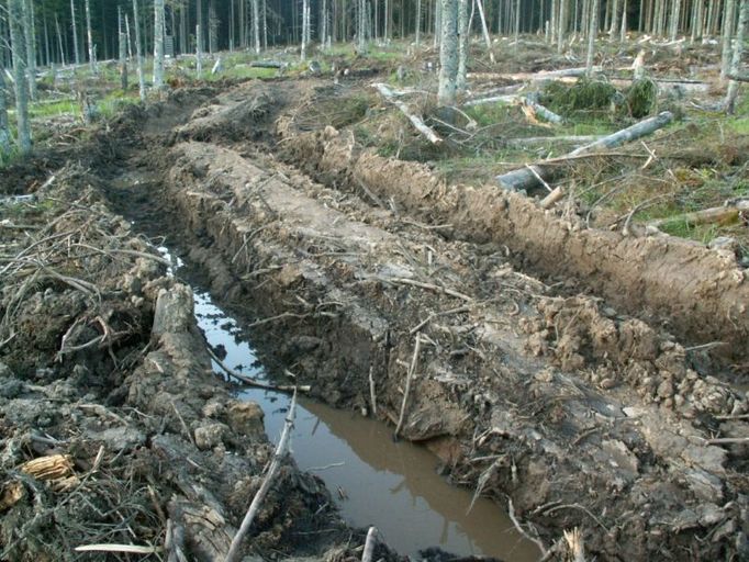 Vyježděné koleje v Národním parku Šumava