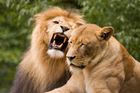 Z cirkusu do rezervace. Třiatřicet lvů se stěhuje z Jižní Ameriky do Jihoafrické republiky
