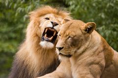 V lipské zoo utekli z výběhu dva lvi, jednoho museli chovatelé zastřelit