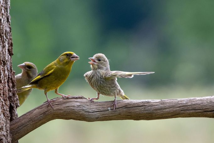 Vítězové soutěže Comedy Wildlife Photography Awards 2023