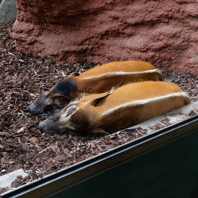 Zoo Praha, nový pavilon goril (Rezervace DJA, gorily a střední Afrika)