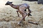 Postavit se na nohy je velice obtížná disciplína. Žirafy se chovají ve skupinách s jedním dospělým samcem, samicemi a mláďaty.