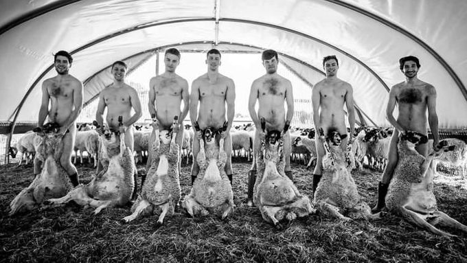 Britští studenti zvěrolékařství se svlékli pro účely charitativního kalendáře. Intimní partie si schovali ovcemi obrácenými břichem nahoru.