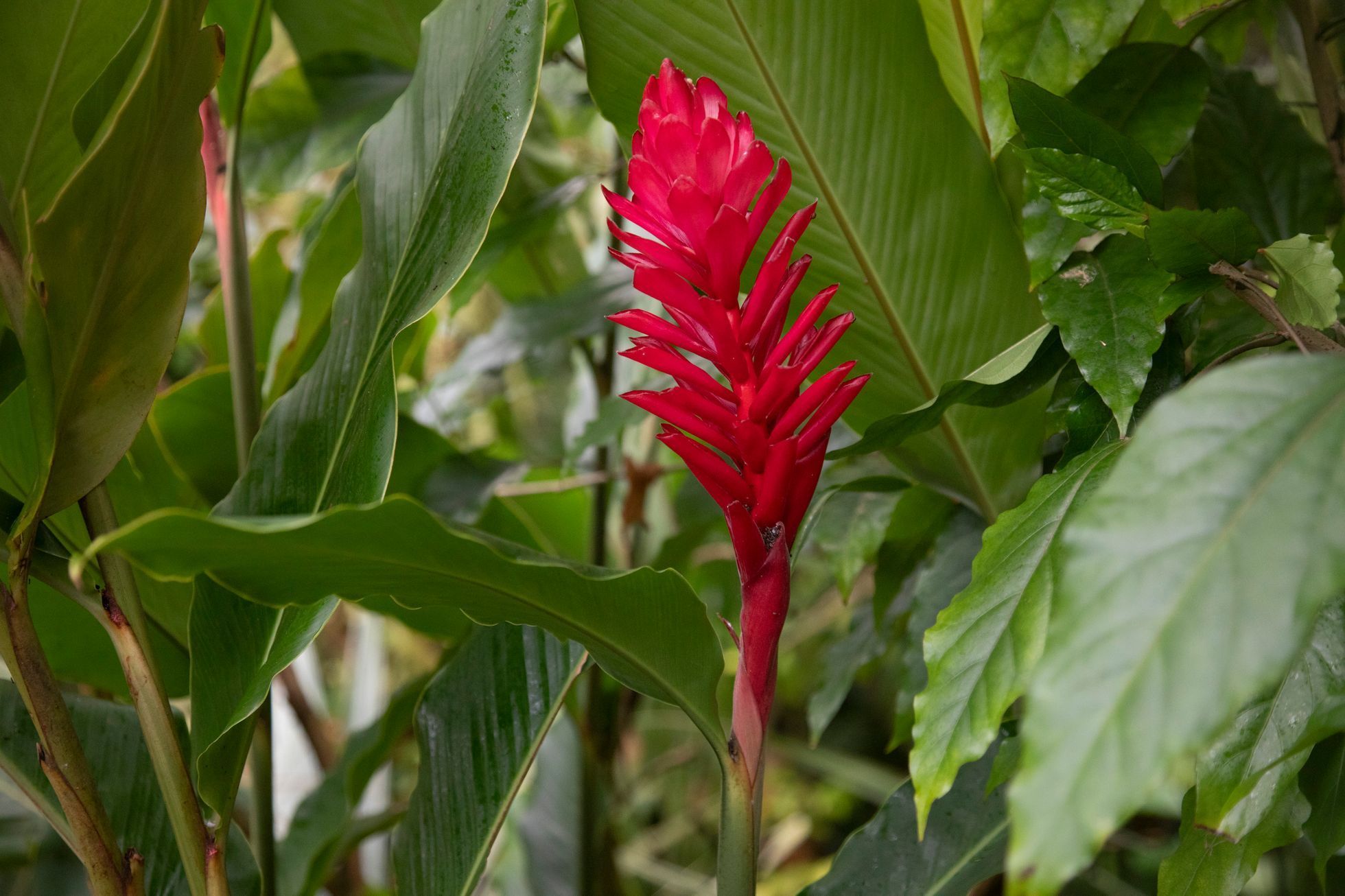 Botanická zahrada, fata morgana