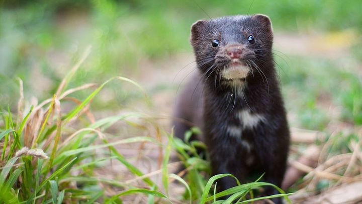 Koronavirus našli už i u zvířete ve volné přírodě. Není zatím jasné, jak se nakazilo