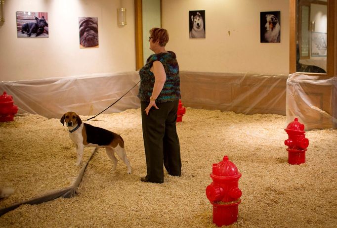 Westminster Kennel Club's Dog Show v New Yorku