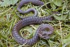Hada v Kauflandu v Orlové odchytili odborníci, šlo o neškodnou užovku