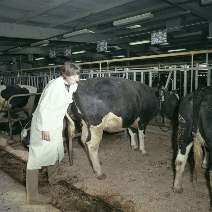 Foto Jan Regal: Agrokombinát Slušovice, 80. léta.