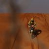 David Pabiška, KTM na Rallye Dakar 2022