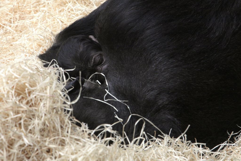 Mládě gorily v pražské zoo