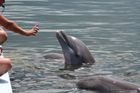 Chalupa nepovolil dovoz delfínů na chystanou show