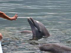 Delfíni v záchranné stanici na Floridě.