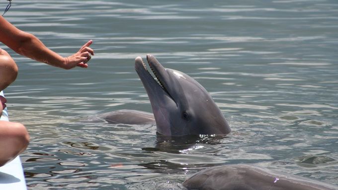 Delfíni v záchranné stanici na Floridě.