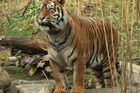 Indický soud vykázal turisty z tygřích rezervací