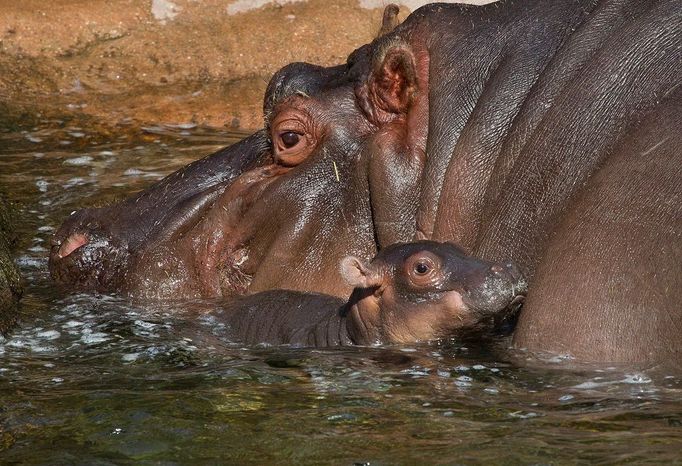 Novorozený mládě hrocha plave kolem své matky v zoologické zahradě v San Diegu. Mládě se narodilo na konci ledna v tamním bazénku a jeho pohlaví není ještě známo.